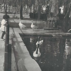 Una niña observa tras una valla a las ocas y patos de un estanque