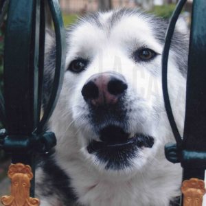 Perro Husky Siberiano tras una verja