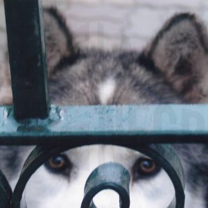 Perro Husky Siberiano tras una verja