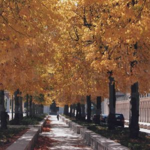 Paseo de tilos en el lateral de la Plaza de San Antonio de Aranjuez