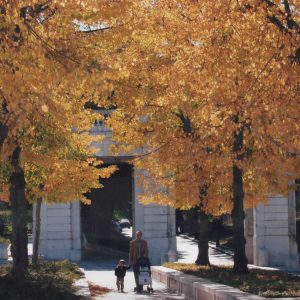 Paseo de tilos en el lateral de la Plaza de San Antonio de Aranjuez
