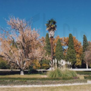 Palmera y otros árboles en el Jardín del Príncipe de Aranjuez