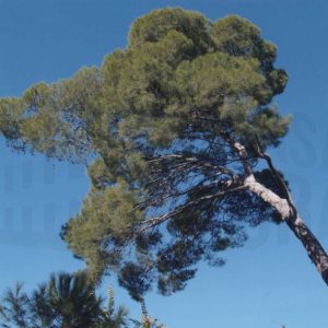 Pino en el Jardin del Príncipe de Aranjuez