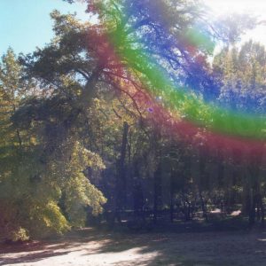 Zona de bosque arbolado y pinos en el Jardín del Príncipe de Aranjuez