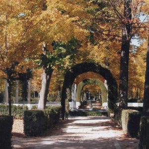 Paseo arbolado hacia la Fuente del Niño de la Espina o de las Arpías en el Jardín de la Isla de Aranjuez