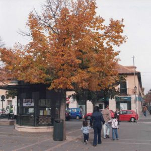 Tilo y kiosko en la Plaza de la Constitución de Aranjuez