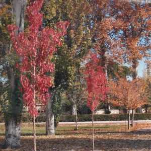 Pradera de hierba y arbolado en el Jardín del Príncipe de Aranjuez