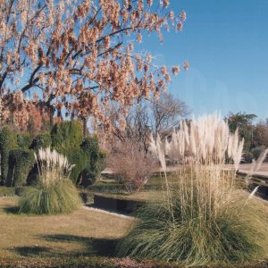 Vegetación alrededor del Cenador de Rusiñol del Jardín del Príncipe de Aranjuez