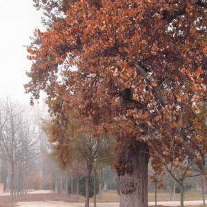 Árboles en el Jardín del Príncipe de Aranjuez bajo la niebla