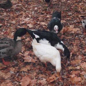 Patos junto al Estanque de los Chinescos del Jardín del Príncipe de Aranjuez
