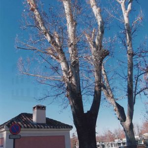 Árboles de gran porte en el Jardín de Isabel II de Aranjuez