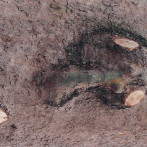 Deformación en el tronco de un árbol