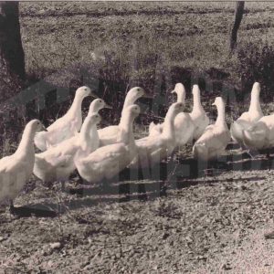 Un grupo de ocas caminando por el campo