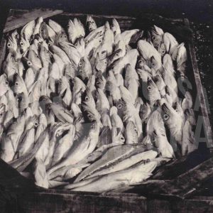 Un cajón de madera lleno de peces muertos