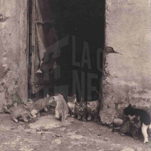 Varios gatos en la puerta de una casa antigua