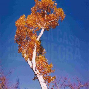 Detalle de árbol en otoño en el Jardín del Príncipe en Aranjuez