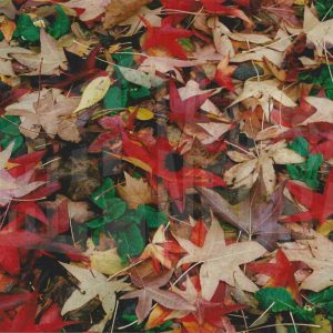 Hojas de diferentes colores en el Jardín del Príncipe, en Aranjuez