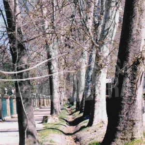 Verja del Jardín del Príncipe y paseo peatonal en la Calle de la Reina en Aranjuez