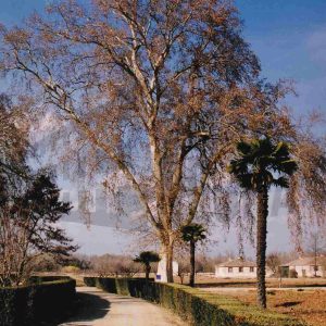 Palmeras y un plátano sin hojas en la calle del Dique Alto en el Jardín de la Isla en Aranjuez
