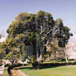 Jardín del Parterre en Aranjuez con el Palacio Real al fondo