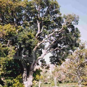 Árboles en el Jardín del Parterre en Aranjuez