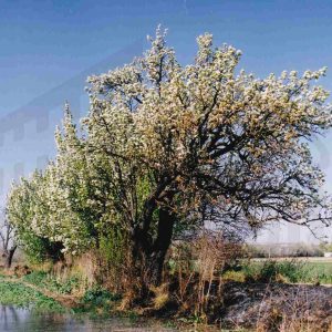 Árboles floridos en el campo