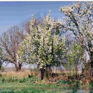 Árboles floridos en el campo