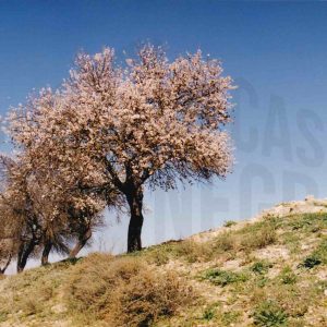 Almendros en flor en el campo