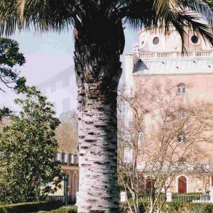 Palmera de Chile en el Jardín del Parterre en Aranjuez