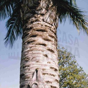 Zona superior de  la Palmera de Chile en el Jardín del Parterre en Aranjuez
