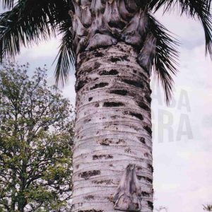 Zona superior de  la Palmera de Chile en el Jardín del Parterre en Aranjuez