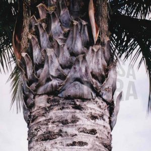 Zona superior de  la Palmera de Chile en el Jardín del Parterre en Aranjuez