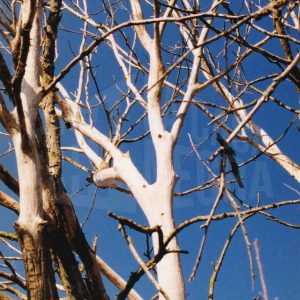 Ramas de árboles sin hojas