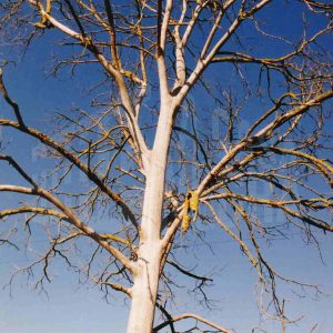 Árbol sin hojas