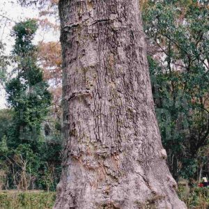 Plátano Padre en el Jardín del Príncipe en Aranjuez