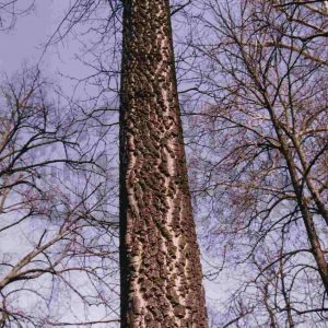 Tronco de un fresno en el Jardín del Príncipe en Aranjuez