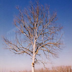 Un árbol sin hojas en el campo en Aranjuez