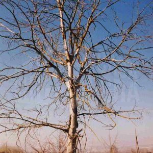 Un árbol sin hojas en el campo en Aranjuez