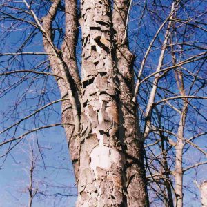 Varios plátanos sin hojas en el Jardín del Príncipe en Aranjuez