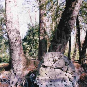 Varios árboles en el Jardín del Príncipe en Aranjuez