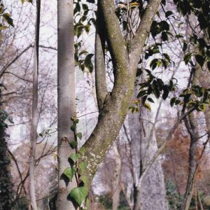 Varios árboles en el Jardín del Príncipe en Aranjuez