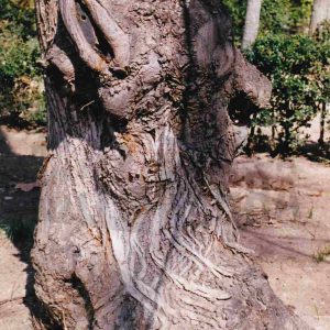 Tronco de un árbol  en el Jardín del Príncipe en Aranjuez
