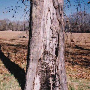 Tronco de un plátano con una hendidura en la corteza en el campo