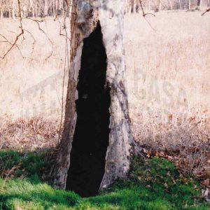 Tronco de un plátano con una hendidura en la corteza en el campo