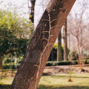 Tronco de un árbol  en el Jardín del Príncipe en Aranjuez