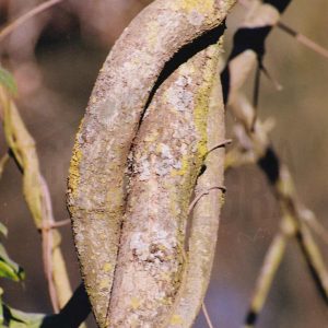 Tres ramas enroscadas