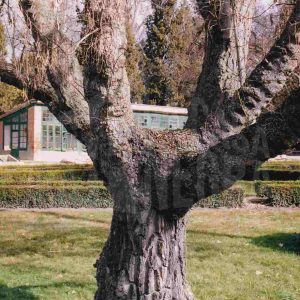 Árbol sin hojas junto al vivero del Jardín del Príncipe en Aranjuez