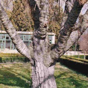 Árbol sin hojas junto al vivero del Jardín del Príncipe en Aranjuez