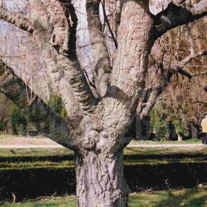 Árbol sin hojas junto al vivero del Jardín del Príncipe en Aranjuez