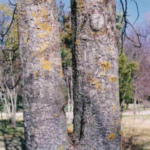 Doble tronco de un árbol  en el Jardín del Príncipe en Aranjuez